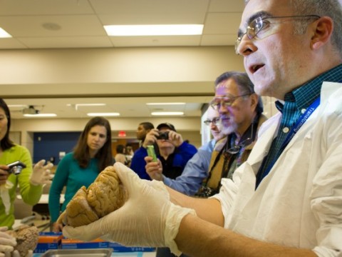 Prof. L.E. White shows human brains on a public tour of the Duke University School of Medicine.