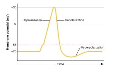 action potential ( source anatomy & physiology)