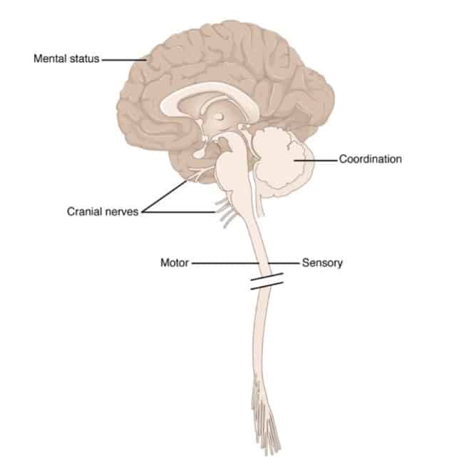 Anatomical Underpinnings of the Neurological Exam