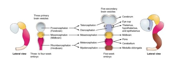 brain development