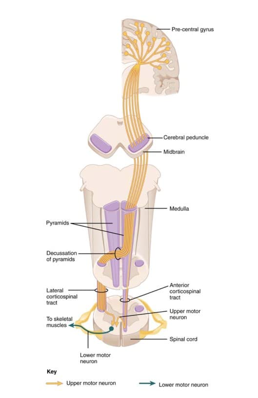 corticospinal tract