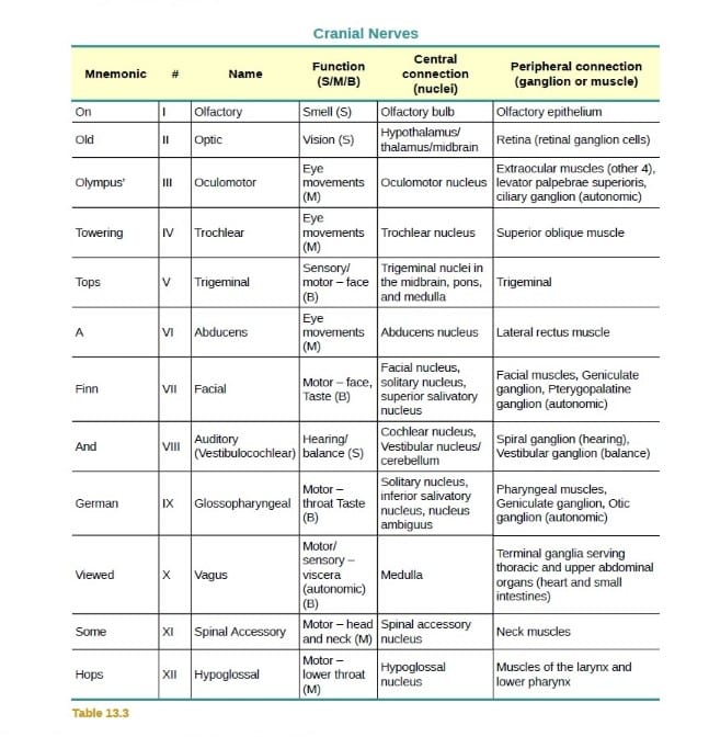 cranial nerves mnemonic