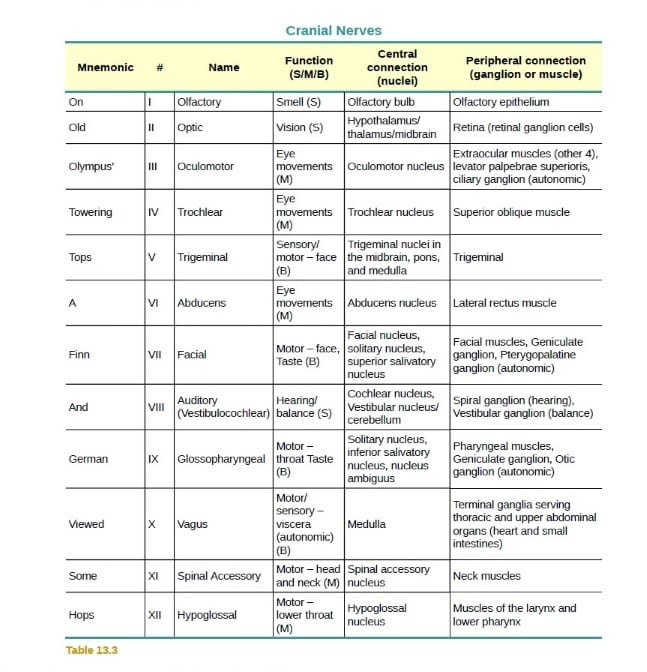 cranial nerves mnemonic