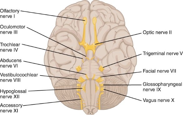 cranial nerves