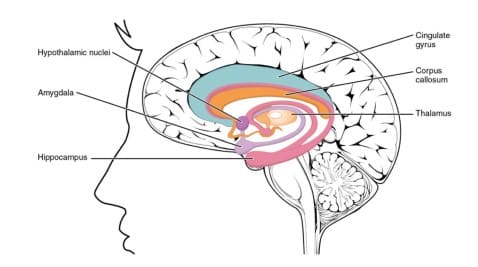 limbic structures