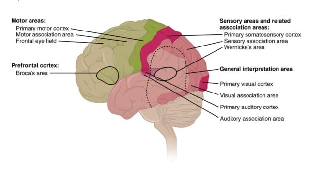 types of cortical areas