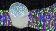 neuroscience: perception, action and the brain 