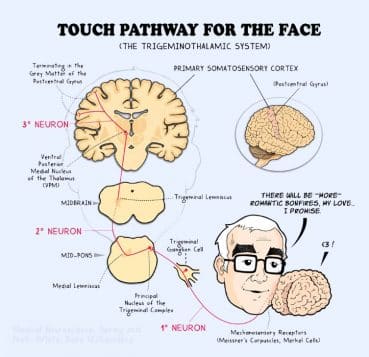 brain caress
