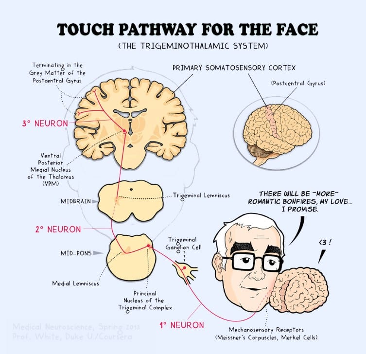 Hippocampus - Draw it to Know it - Neuroanatomy Tutorial 