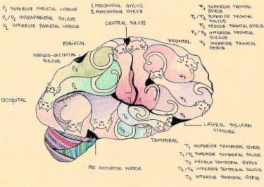 cat brain