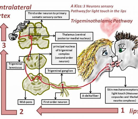 https://www.learnmedicalneuroscience.nl/wp-content/uploads/2016/06/trigeminothalamic-pathway-facebook-580x500.jpg
