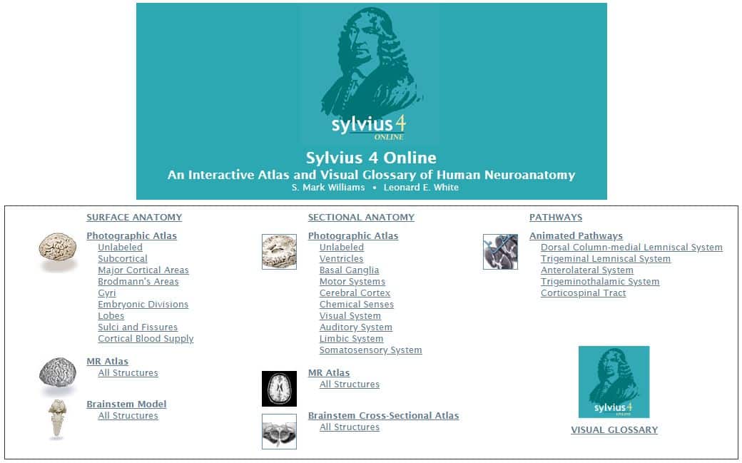 Sylvius 4